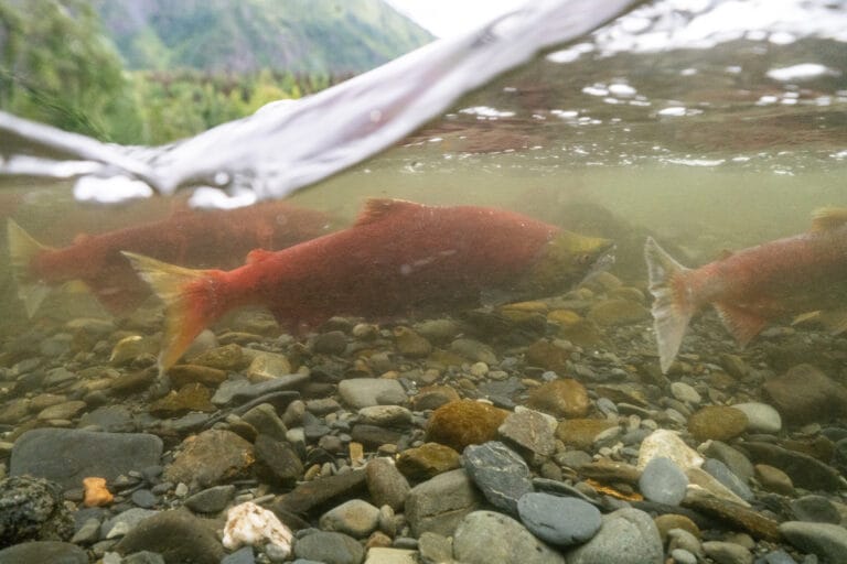 A record-breaking run